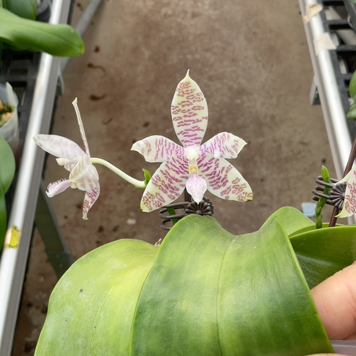 三花剑红象形文字