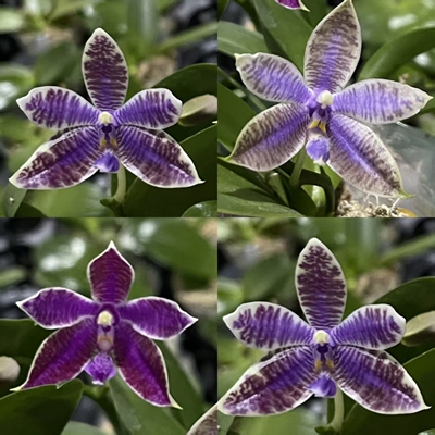 JG2390蓝路德交蓝路帝 花农杰哥原生种直播专用