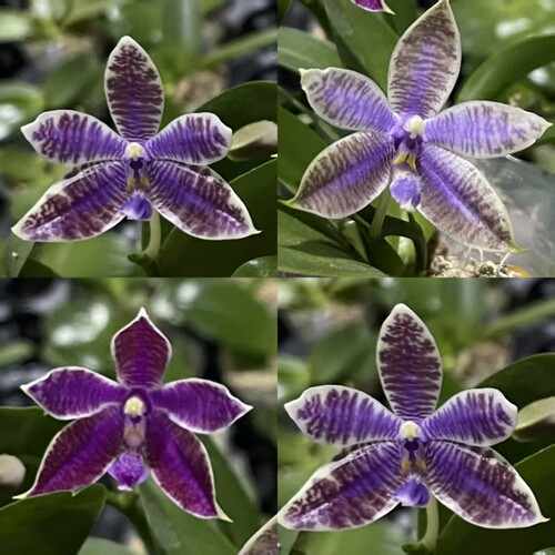 花农杰哥原生种直播专用JG2390 蓝路德交蓝路帝