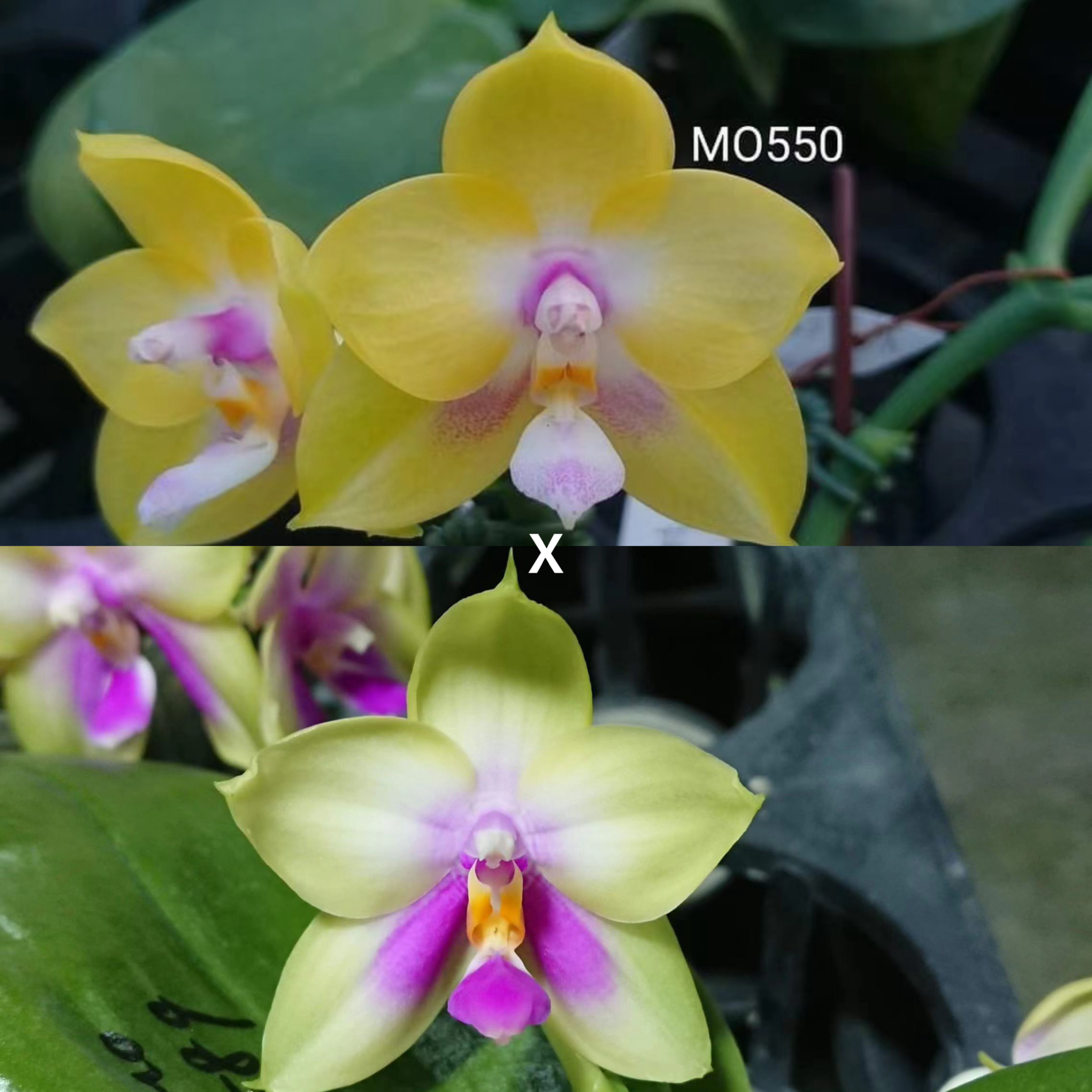 花农杰哥原生种蝴蝶兰直播用 AMM86