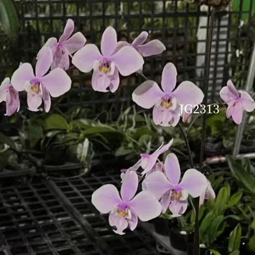 花农杰哥原生种西蕾丽蝴蝶兰直播用 玉兔jg2313