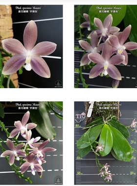 玛丽娅兰园趣味蝴蝶兰盾花芋头色花卉绿植盆栽