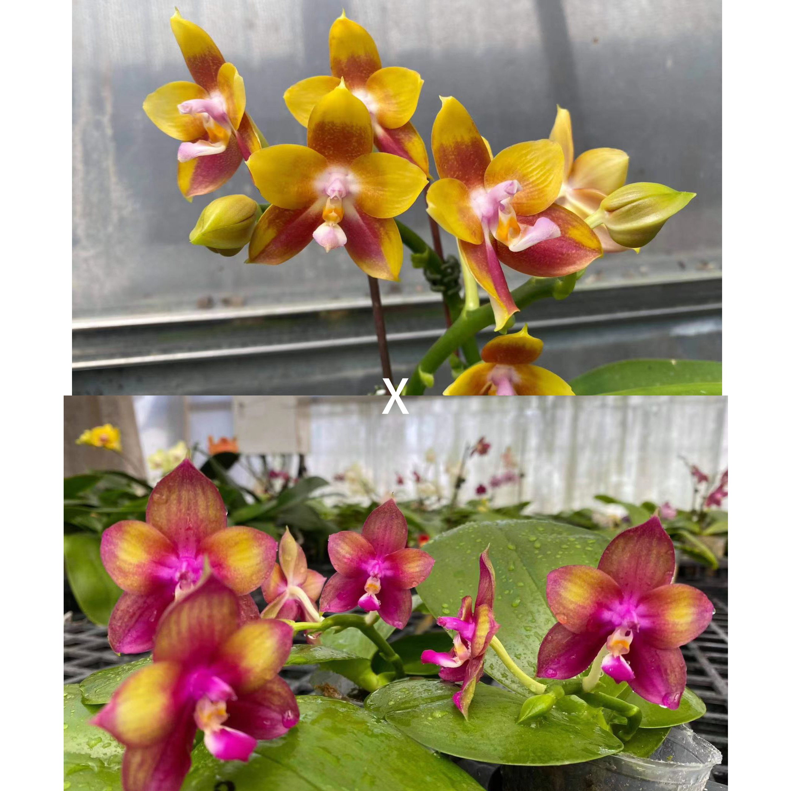 花农杰哥原生种趣味珍奇类蝴蝶兰直播专用AMM94