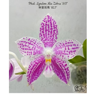 花农杰哥原生种珍奇类蝴蝶兰直播用 林登斑馬'817'