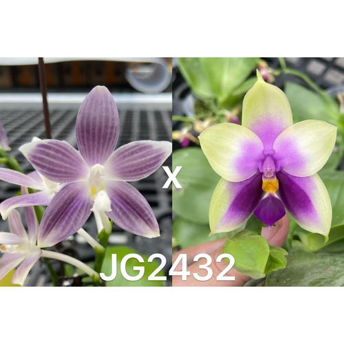 JG2432 花农杰哥原生种直播专用