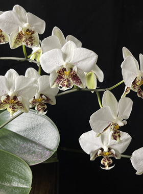 花农杰哥原生种蝴蝶兰JG109史塔基 白瓷（分生）