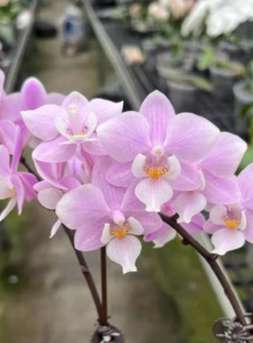 花农杰哥原生种珍奇类蝴蝶兰直播用樱兰