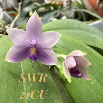 SWR21CU蓝荧光 花农杰哥原生种蝴蝶兰直播用