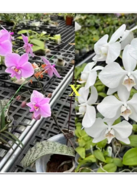 花农杰哥原生种蝴蝶兰直播用JG2338