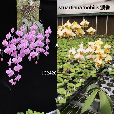 花农杰哥原生种蝴蝶兰直播专用JG2420