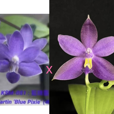花农杰哥原生种蝴蝶兰直播用  JG2380紫马丁交蓝彩虹