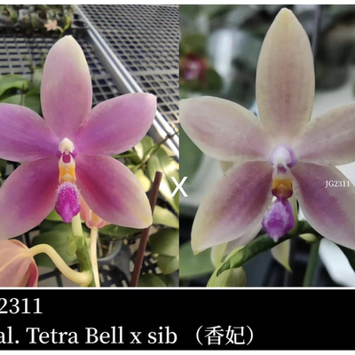 JG2311香妃 花农杰哥原生种蝴蝶兰直播用