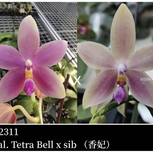 JG2311香妃 花农杰哥原生种蝴蝶兰直播用