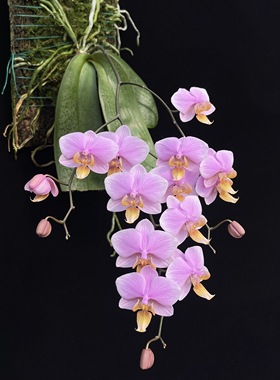 花农杰哥原生种珍奇类蝴蝶兰直播用罗曼史