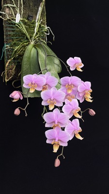 花农杰哥原生种珍奇类蝴蝶兰直播用罗曼史