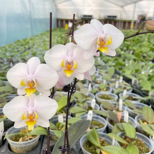 花农杰哥原生种直播专用链接菲律宾蝴蝶兰