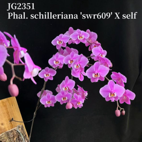 JG2351(M609自交) 花农杰哥原生种西蕾丽蝴蝶兰