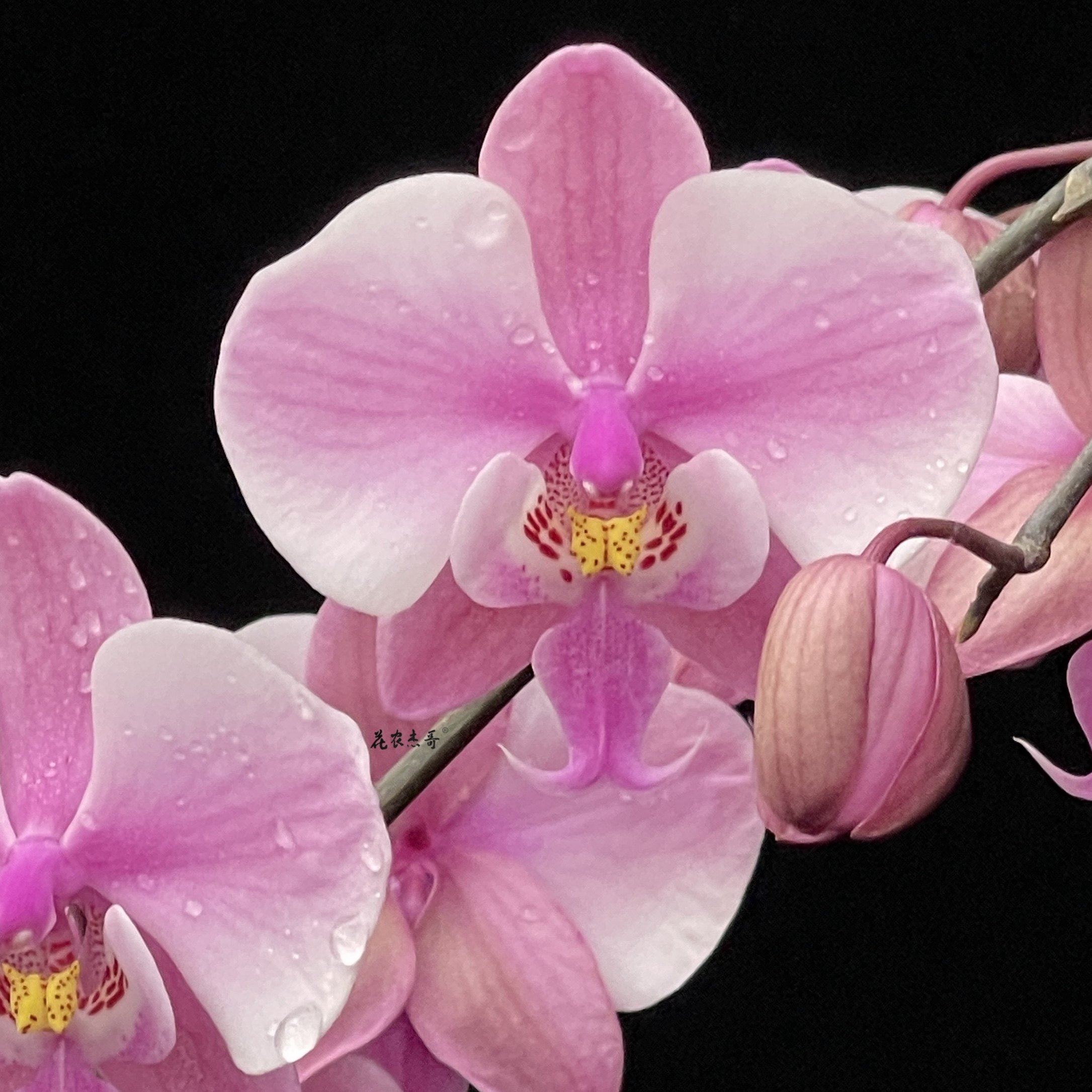 花农杰哥原生种直播专用西蕾丽蝴蝶兰SWRM606