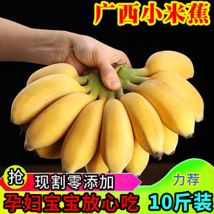 广西新鲜小米蕉带箱10斤香蕉芭蕉小鸡蕉新鲜香蕉水果无催熟现摘