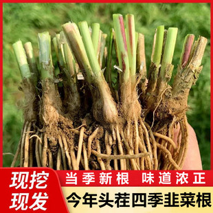 韭菜根苗根种紫报白根现挖宽叶韭菜根盆栽苗子叶阳台种菜四季50颗