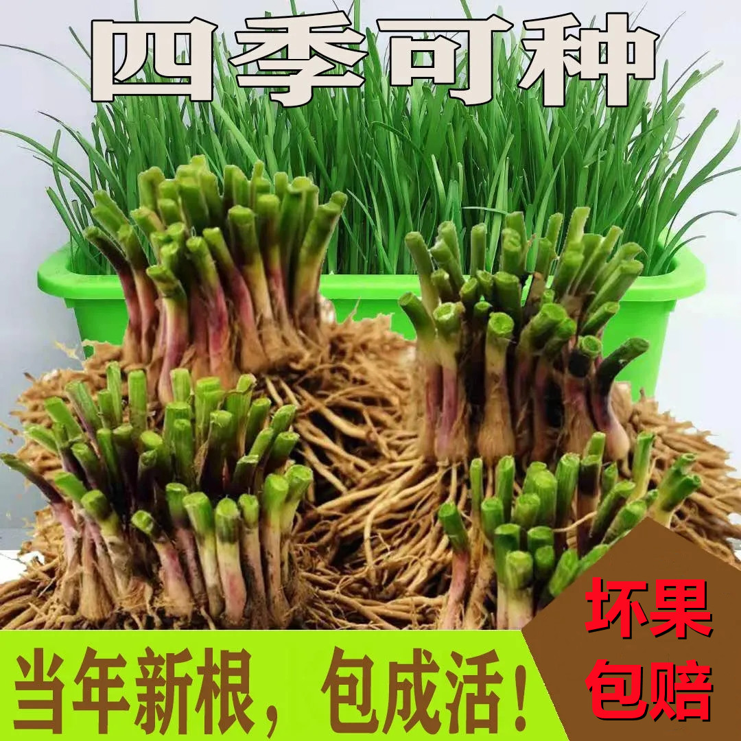 阳台盆栽韭菜根现挖50颗宽叶紫四