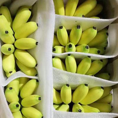 新鲜小香蕉现摘应季水果米带箱10