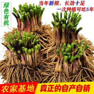 费新鲜韭菜根50颗 免邮 宽叶韭菜苗阳台韭菜根 韭菜根苗紫白根现挖四季