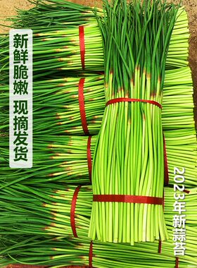 现货2026新鲜红帽蒜苔5斤河南新蒜台蒜苗嫩蒜毫蒜薹10山东蔬菜脆