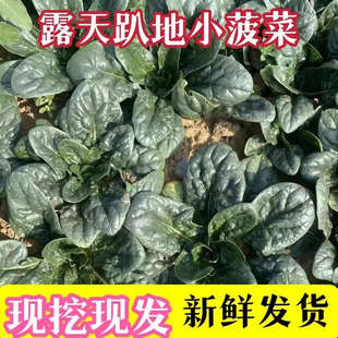 河南现挖蔬菜趴地菠菜新鲜矮脚土菠菜农村露天霜冻打红根新鲜波菜