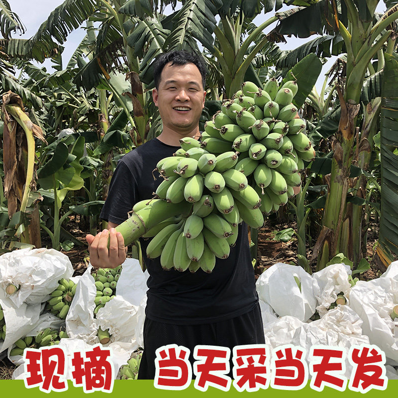 苹果蕉新鲜水果苹果香蕉当季整箱苹果焦香蕉粉蕉小香蕉小米蕉芭蕉,水产肉类/新鲜蔬果/熟食,香蕉,淘宝优惠券,粉丝福利购,淘宝优惠卷