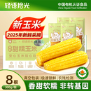 轻语拾光2025年有机新鲜玉米糯玉米棒黏粘甜黄糯苞米真空包装 非转