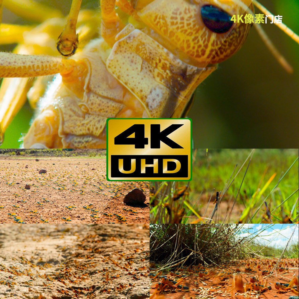 626-4k视频素材-昆虫爬行野外水面沙漠飞行微观密集蚂蟥蝗虫
