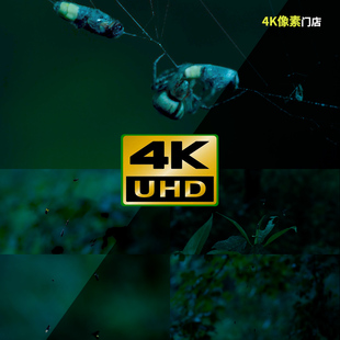 930 萤火虫野外唯美质感森林发光闪亮昆虫飞行 4K视频素材