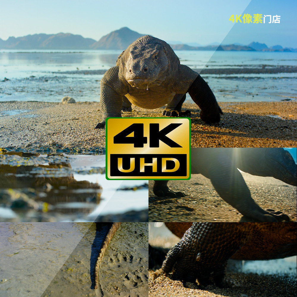 853-4K视频素材-蜥蜴巨型非洲海岸爬行变色龙沙漠高原平原,商务/设计服务,设计素材/源文件,淘宝优惠券,粉丝福利购,淘宝优惠卷