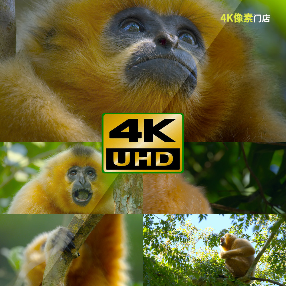 551-4k视频素材-猴子金丝猴跳跃原始部落森林观望野外动物