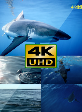 310-4K视频素材-鲨鱼天空美景日出夕阳风光寒冷温度南极日出夕阳