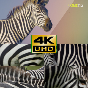 444-4K视频素材-斑马条纹奔跑野生动物群迁徙保护区平原户外唯美