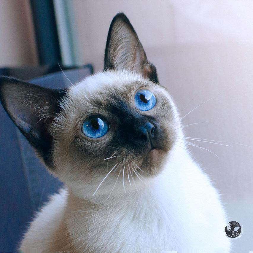 济南地区上门喂猫