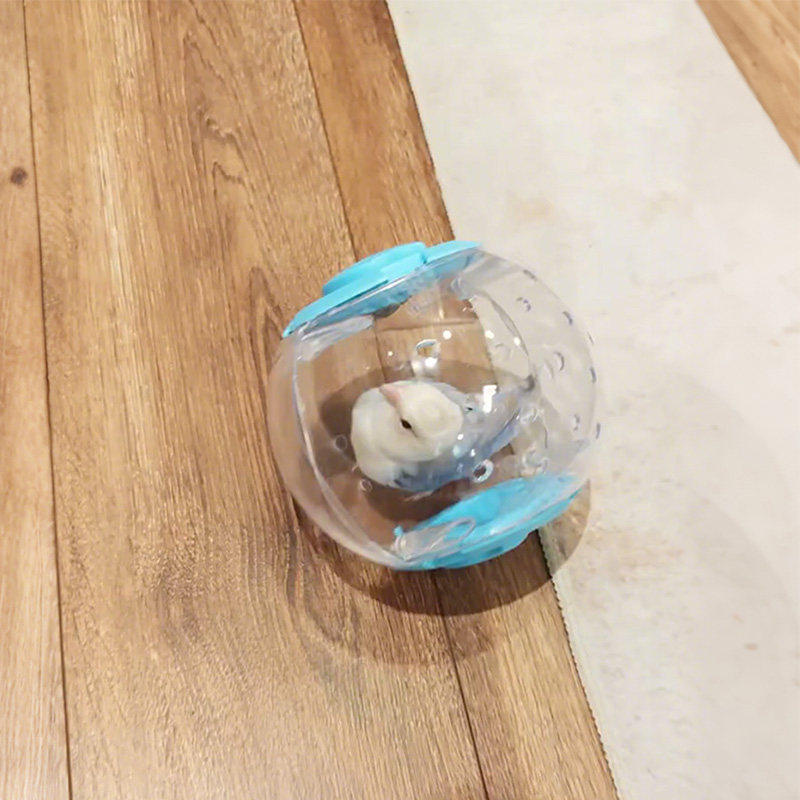 鹦鹉玩具高透跑球透气小鸟玩具自嗨解闷防踩防丢遛鸟神器小宠专用,宠物/宠物食品及用品,鸟玩具,淘宝优惠券,粉丝福利购,淘宝优惠卷