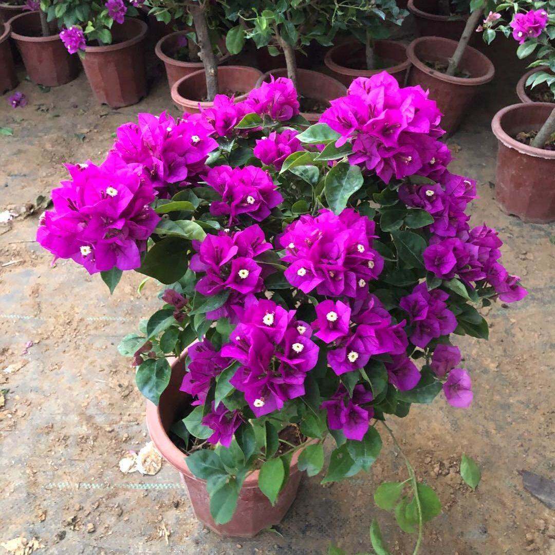 三角梅四季开花基地直发三角梅带花苞发货三角梅爬藤花卉植物盆栽