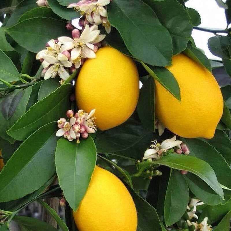 柠檬树苗带果柠檬果树苗绿植盆栽室内阳台庭院植物四季结果柠檬树