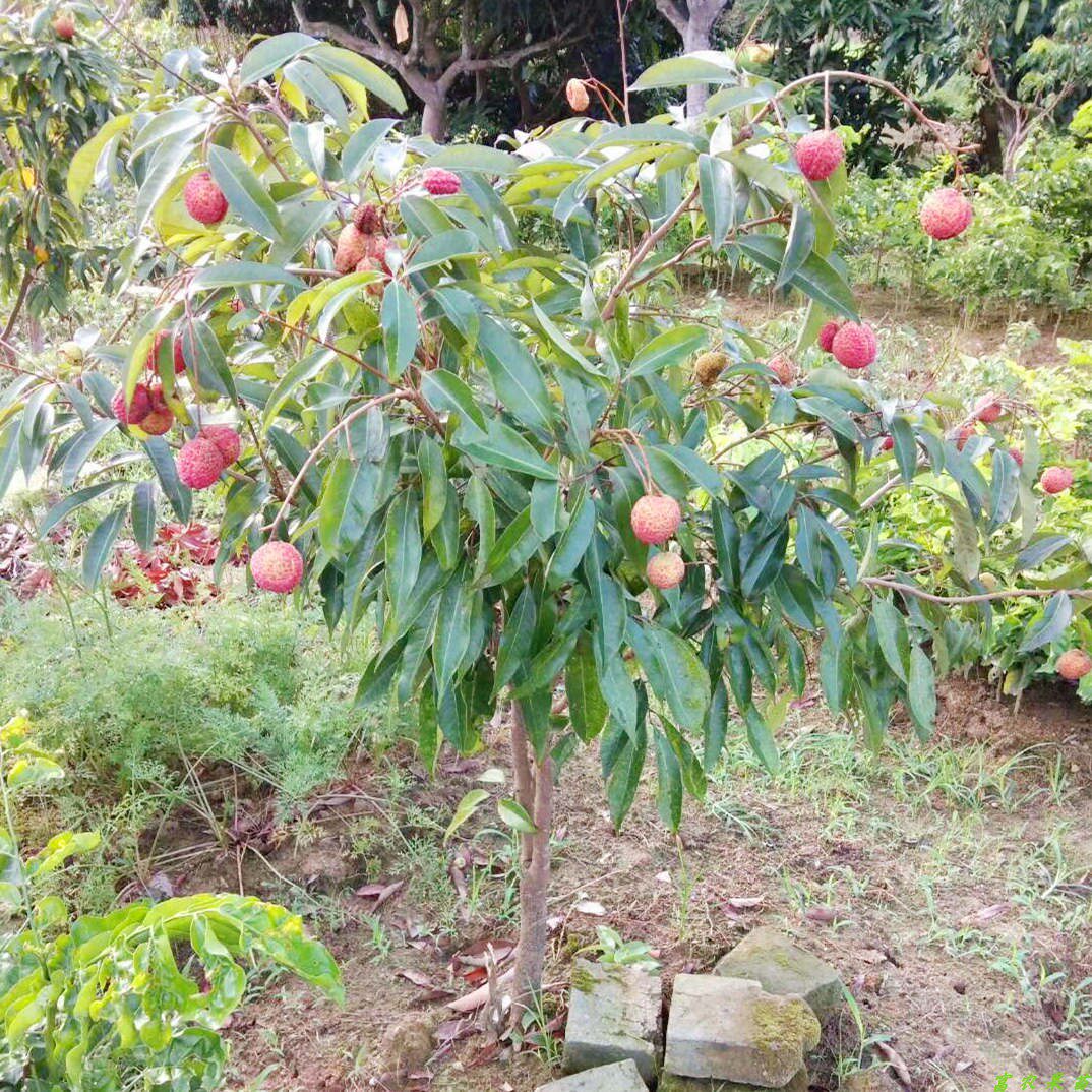 广西灵山荔枝树苗嫁接苗妃子笑桂味无核盆栽带土叶种植水果树果苗