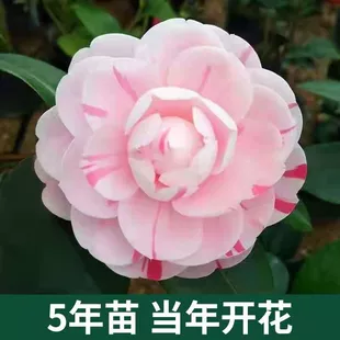 五年茶花盆栽带花苞花卉观花四季 树苗室内外阳台庭院浓香山茶花苗