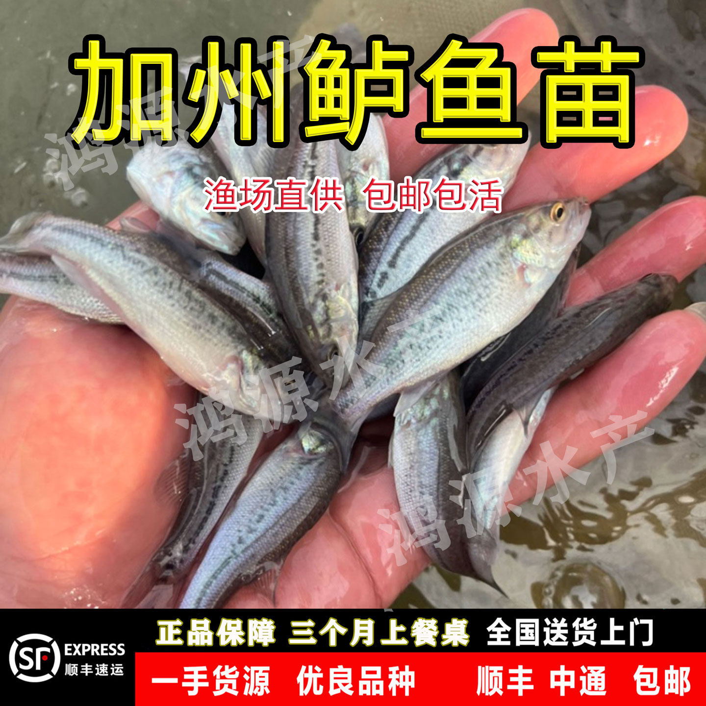 优质鲈鱼苗加州鲈鱼苗大口黑鲈淡水特大信用鲈鱼苗冷水路亚苗黑鲈