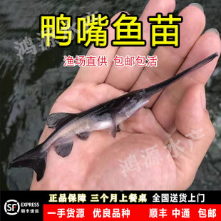 鸭嘴鱼苗鸭嘴鱼幼苗鲟鱼苗鲟龙淡水养殖中华龙鱼观赏鲜活食用包活