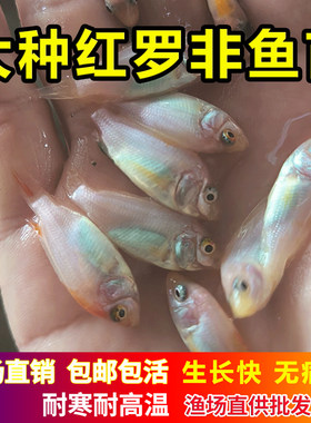 广东红罗非鱼苗淡水雄性多送10%