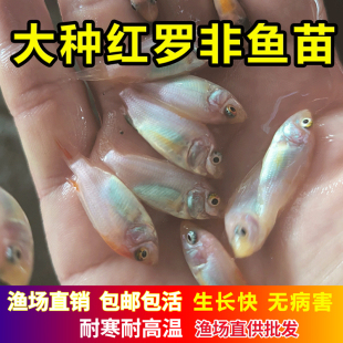 雄性红罗非鱼苗单性彩虹雕豹纹红罗非鱼苗福寿鱼苗非洲鲫淡水养殖