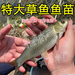草鱼鱼苗淡水养殖活体皖鱼苗小鱼苗10厘米半斤大苗活体饲料大草鱼