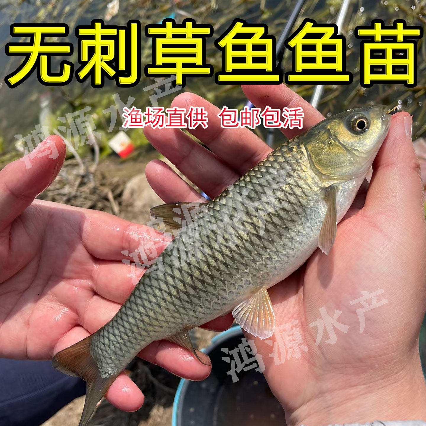 草鱼鱼苗淡水养殖活体皖鱼苗小鱼苗10厘米半斤大苗活体饲料大草鱼