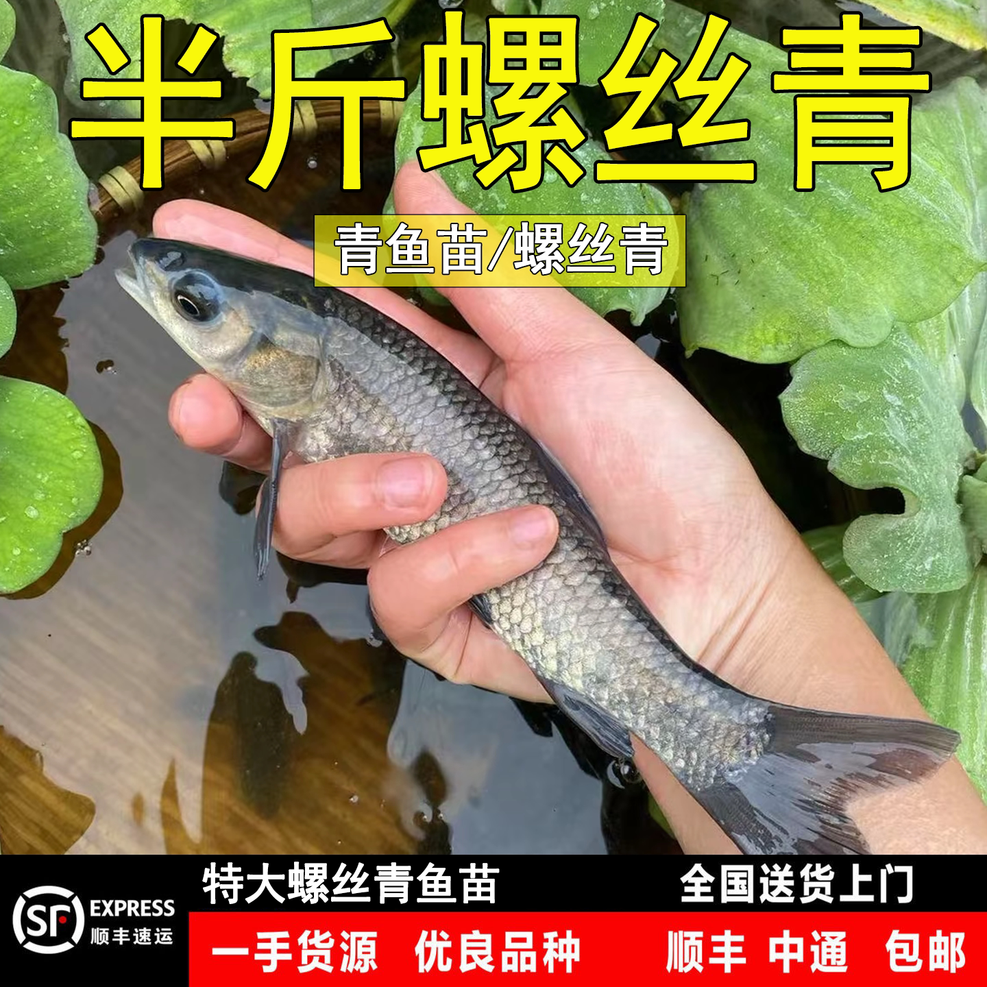 青鱼苗淡水养殖食用螺丝青黑皖鱼灰草鱼冷水观赏特大型螺蛳青鱼苗